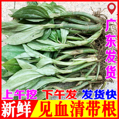 鲜货见血清草药新鲜现挖现发