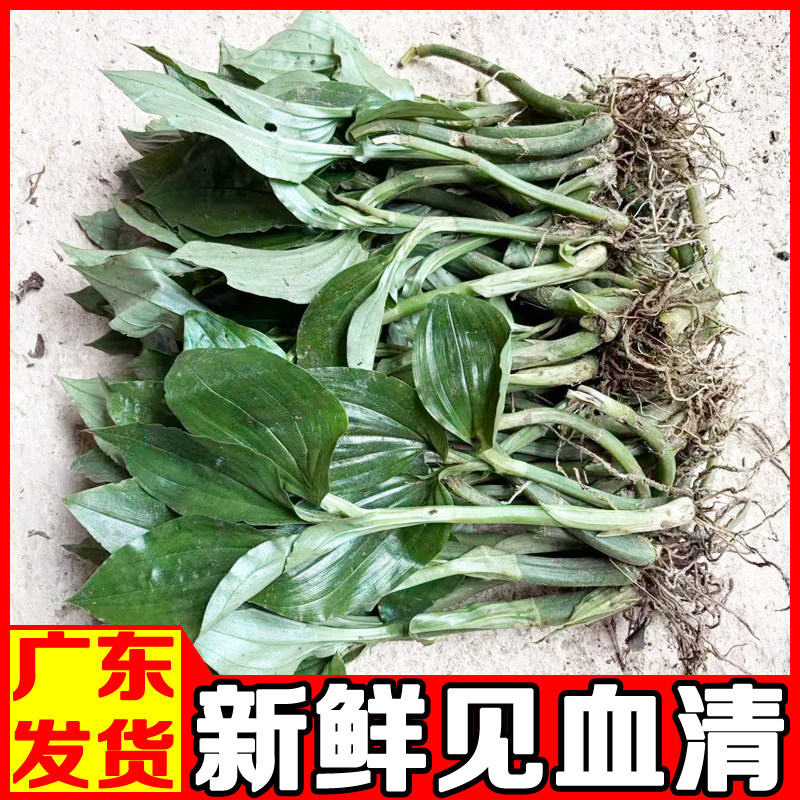 见血清草药新鲜中药材中草药建血清活苗云南贵州四川广东种苗盆栽