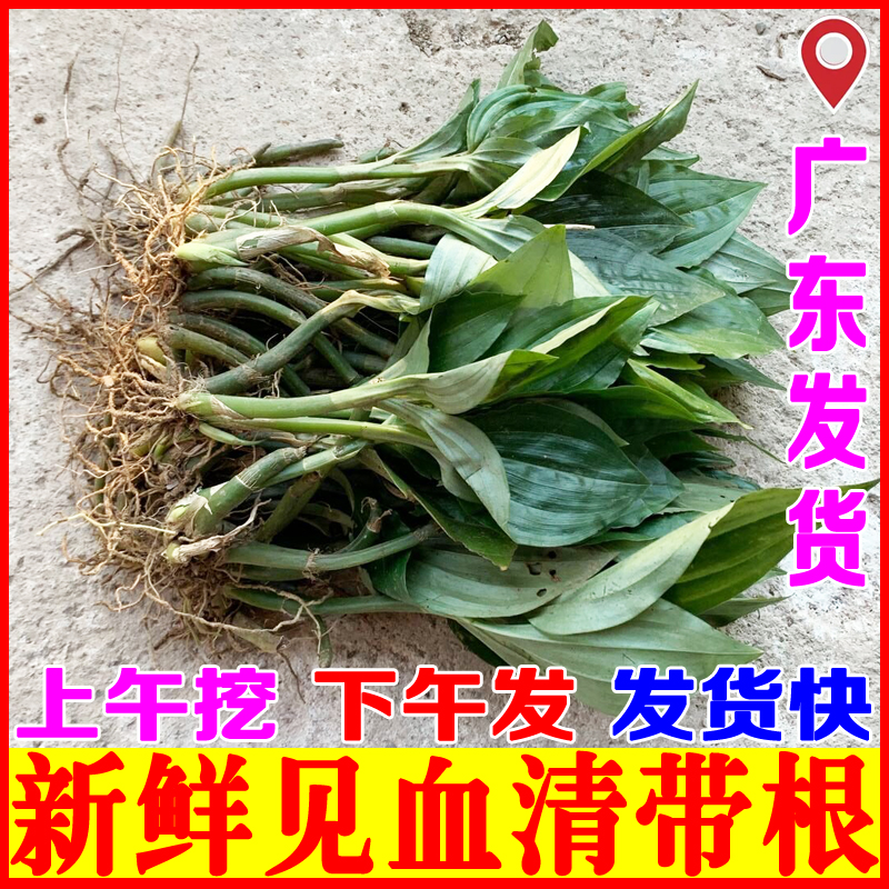 新鲜见血清草药中草药材高杆大叶建血清中药羊耳蒜见血青种苗盆栽