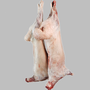 新疆羊肉 阿勒泰牧场放养大尾羊整只28斤 现杀新鲜羊羔肉烧烤食材