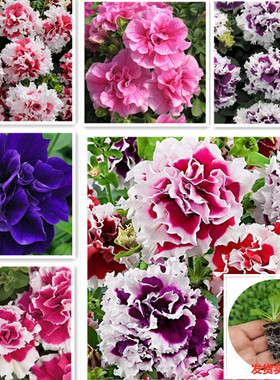 重瓣矮牵牛花苗泛美进口花期长四季好养易活易爆盆阳台庭院花卉