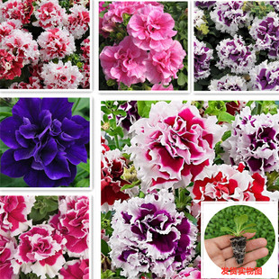 重瓣矮牵牛花苗泛美进口花期长四季 好养易活易爆盆阳台庭院花卉