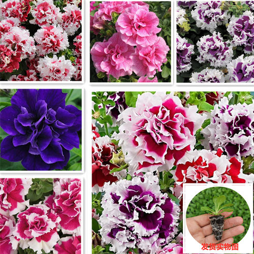 花期长四季好养易活重瓣矮牵牛