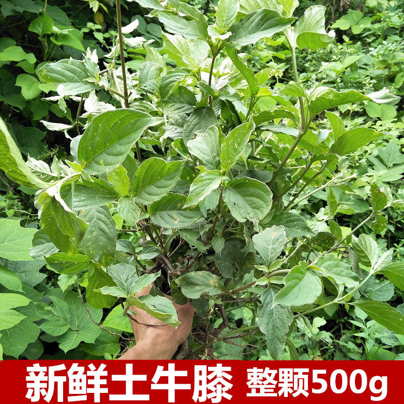 野生新鲜土牛膝500g现挖带根牛七牛漆生倒扣草接骨草扭伤中草药