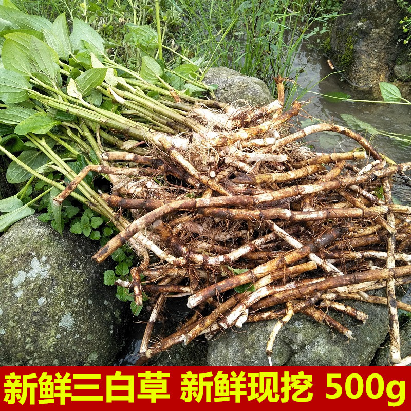 新鲜三白草根现挖白莲藕水木通白面姑三白根中草药500g生水莲藕