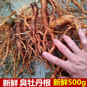 现挖新鲜臭牡丹根500g矮桐子臭枫根臭八宝臭芙蓉大红袍臭枫草珠桐
