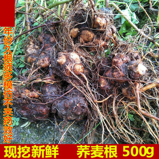 野生新鲜荞麦根500g现挖生苦荞麦根桥荞麦金疙瘩天荞麦三七金开锁