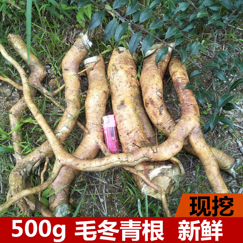 新鲜毛冬青根深山大叶苦叶乌尾丁痈树六月霜细叶青毛披