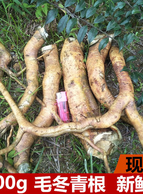 新鲜毛冬青根深山大叶苦叶乌尾丁痈树六月霜细叶青毛披