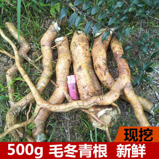 新鲜毛冬青根深山大叶苦叶乌尾丁痈树六月霜细叶青毛披