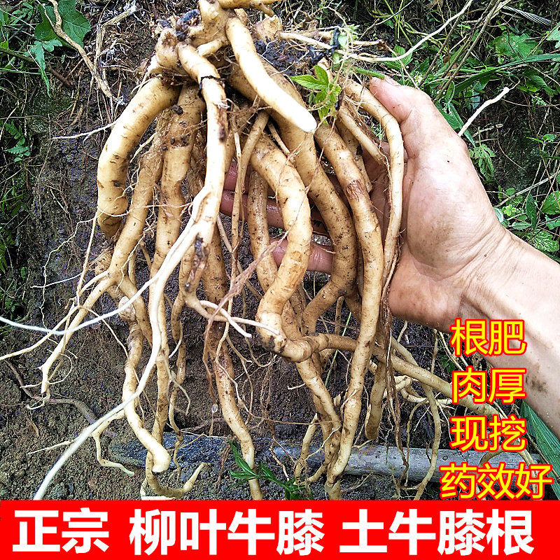 新鲜土牛膝根500g生杜牛膝倒扣草深山接骨草扭伤牛七簕鸡柳叶牛膝