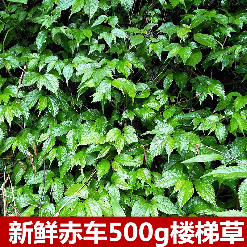 新鲜楼梯草500g包邮赤车使者大细水麻叶石边采小白沙石拐骨