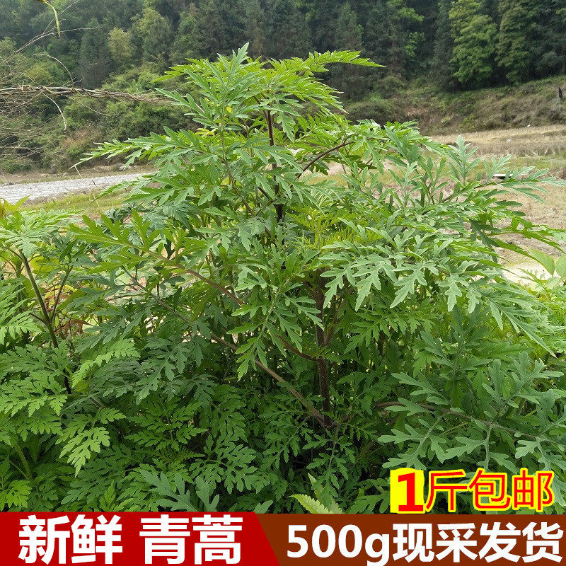 野生新鲜青蒿500g包邮黄蒿生香蒿苦蒿臭蒿驱蚊草蒿泡脚洗澡中草药
