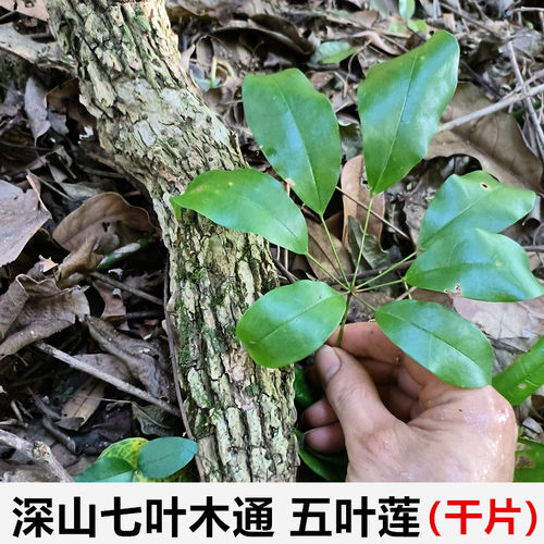 野生七叶木通牛藤七叶莲野木瓜八月扎九月黄牛卵坨拿藤挪藤鸭脚莲