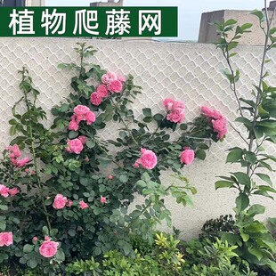 大孔塑胶网植物爬藤网格网片花墙绿植月季蔷薇山乌龟爬藤塑料网