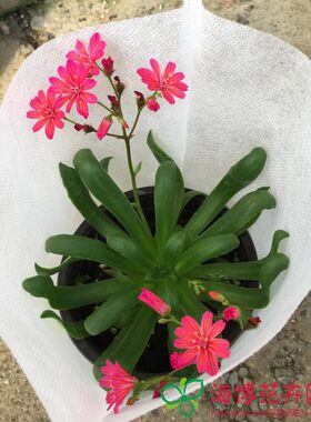 带花混色多肉植物组合盆栽