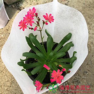 露薇花琉苇草带花发货混色多肉多肉植物组合盆栽露微花苗卉观花植