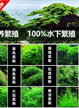 前景真水草三角莫丝莫斯珊瑚莫斯鹿角苔美凤莫斯松茸莫斯火焰莫斯