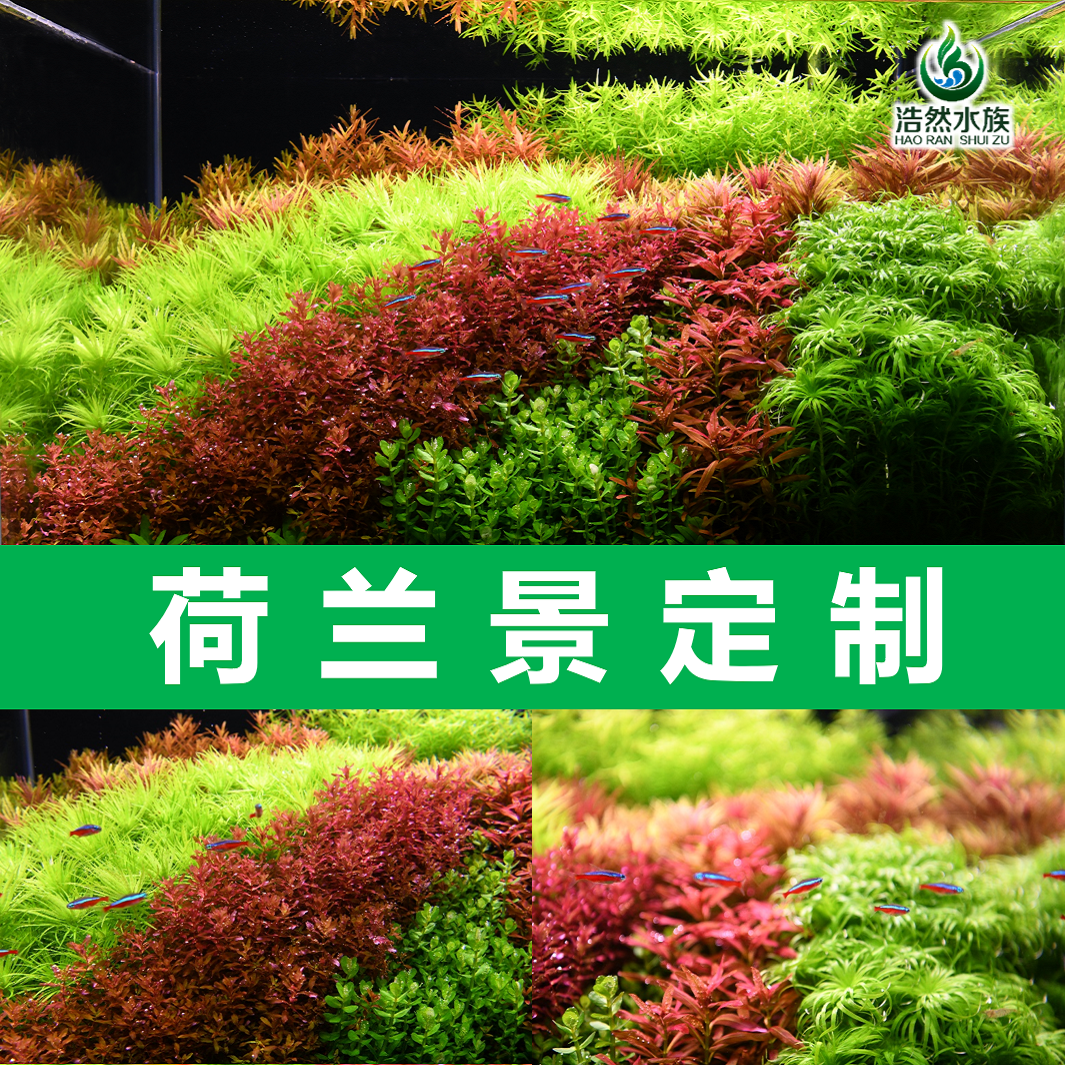 荷兰景套餐打头水草套餐草缸造景水下叶懒人水草宫廷趴地浩然水族