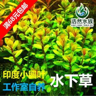 印度小圆叶 水下草 中后景草阳性草 真水草 浩然水族 促销满包邮