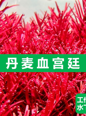 丹麦血宫廷红宫廷水下叶阳性荷兰草缸真水草淡水造景套餐浩然水族