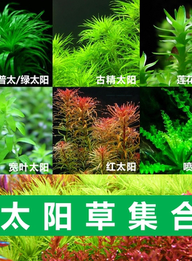 普太绿太阳水下草阳性浩然后景草