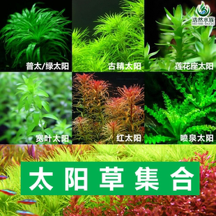 普太绿太古精太阳莲花座宽太红太阳喷泉太阳性水草水下叶浩然水族