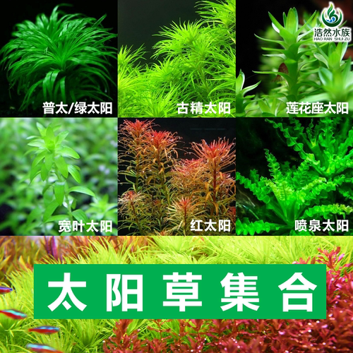 普太绿太阳水下草阳性浩然后景草