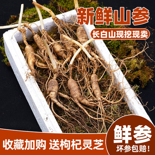 新鲜林下参长白山人参泡酒鲜人参