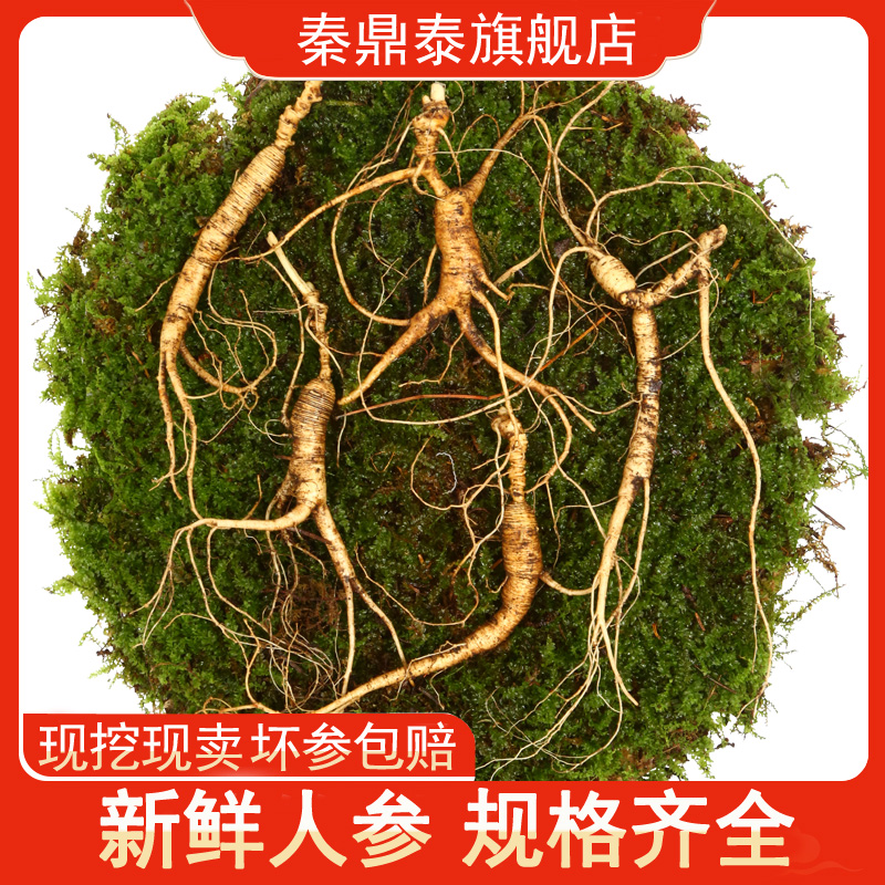 新鮮長白山野山參林下參人參鮮參