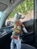 春秋冬季 狗狗艺术涂鸦毛衣泰迪猫咪雪纳瑞法斗小型犬宠物衣服比熊