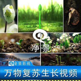 春天冰雪融化花朵开放万物复苏种子发芽破土而出快速生长视频素材