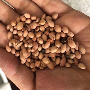 山樱花种子价格 山樱花种子图片 星期三