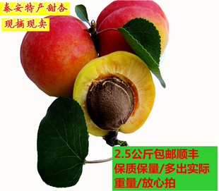 2026秦安特产新鲜小红杏黄杏张弓园5斤发顺丰孕妇酸甜可口宏果源