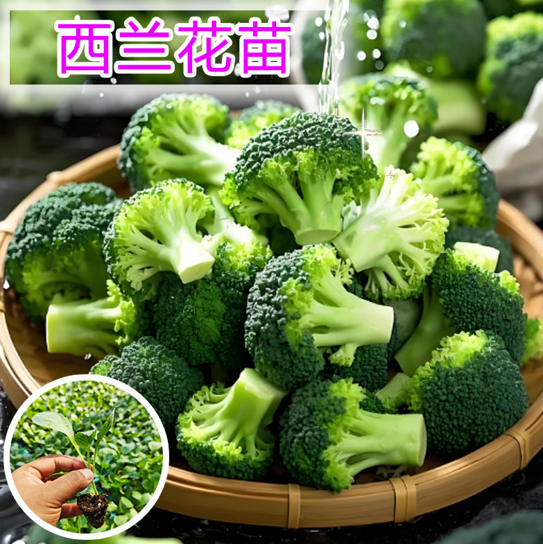 西兰花菜种苗菜花苗花菜苗散花批种苗/半成品盆栽