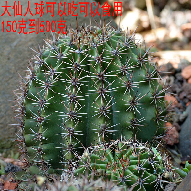 仙人球 可食用可以开花多肉植物 仙人球 可食用 药用草球彩草防辐