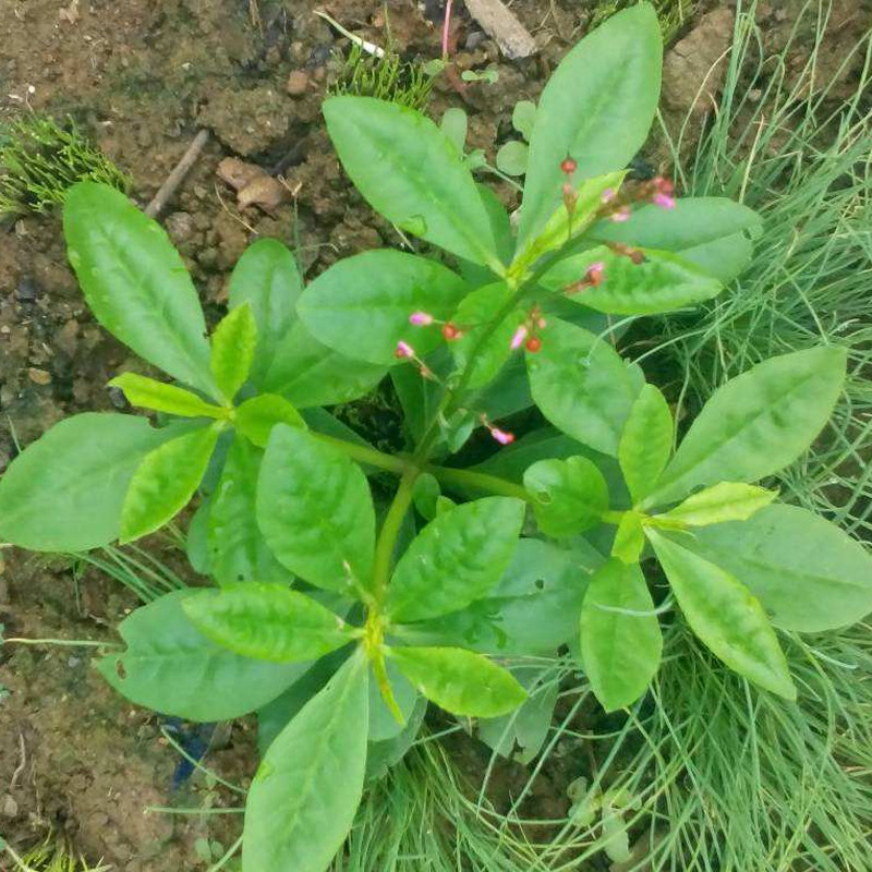 现挖可食用土人参菜带根种苗炖土人参菜可炒申时花菠菜玉凉拌煲汤