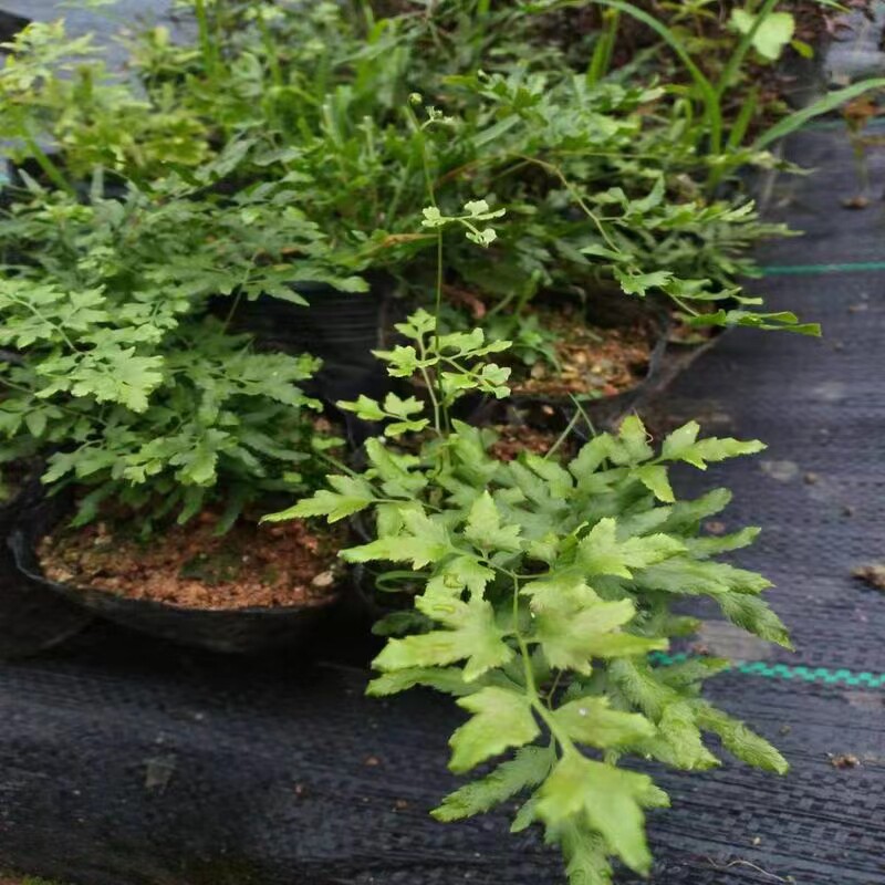 四川野生海金沙藤苗草金沙藤化石药用海金沙藤苗野生海金沙粉药用