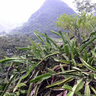 肇庆霸王花苗四季易种花苗正宗霸王花苗新鲜霸王花苗种苗保健蔬菜
