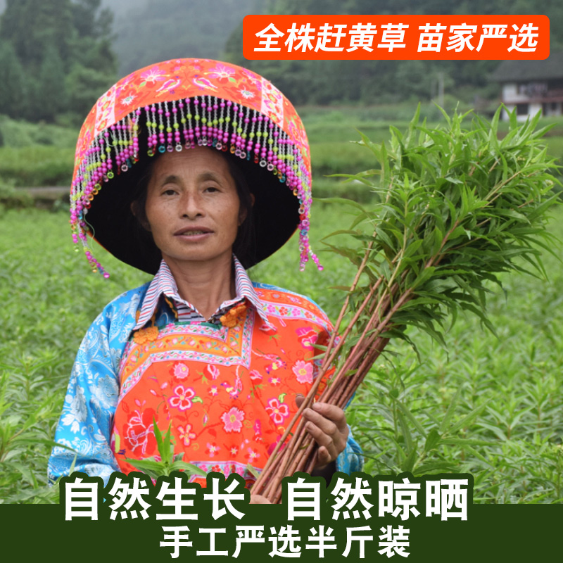古蔺基地直发麓原君全株自然晾晒赶黄草非溪黄草