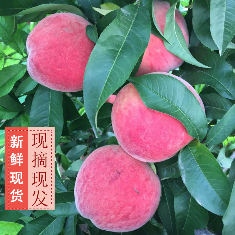 【现摘现货水蜜桃】净重4-4.5斤带箱5斤现摘现发新鲜毛桃水蜜桃