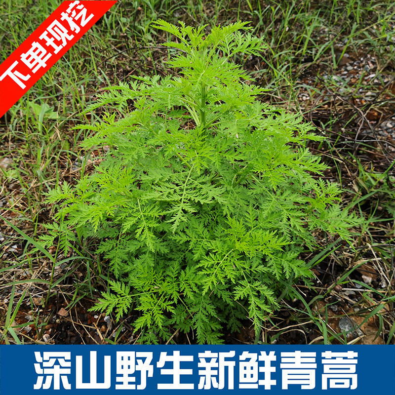 菁蒿草图片,蒿草图片,青蒿草图片(第2页)_大山谷图库