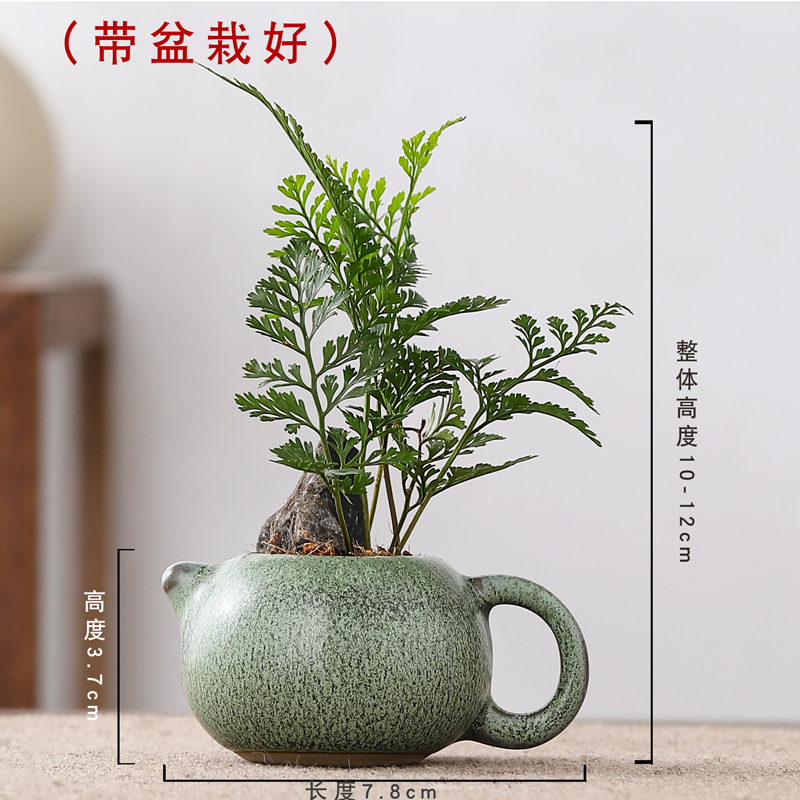 指尖盆栽狼尾蕨景迷你植物耐阴好养盆栽室内绿植花卉桌面小摆件