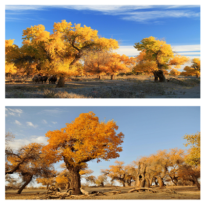 沙漠胡杨林风景布画挂画背胶墙画