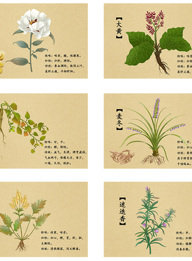 中医中药材识别图诊所走廊墙画