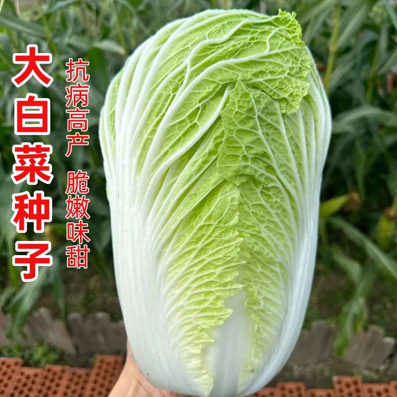 早熟大白菜种子种秋冬播耐热耐寒高产抗病包心结球农家四季蔬菜种