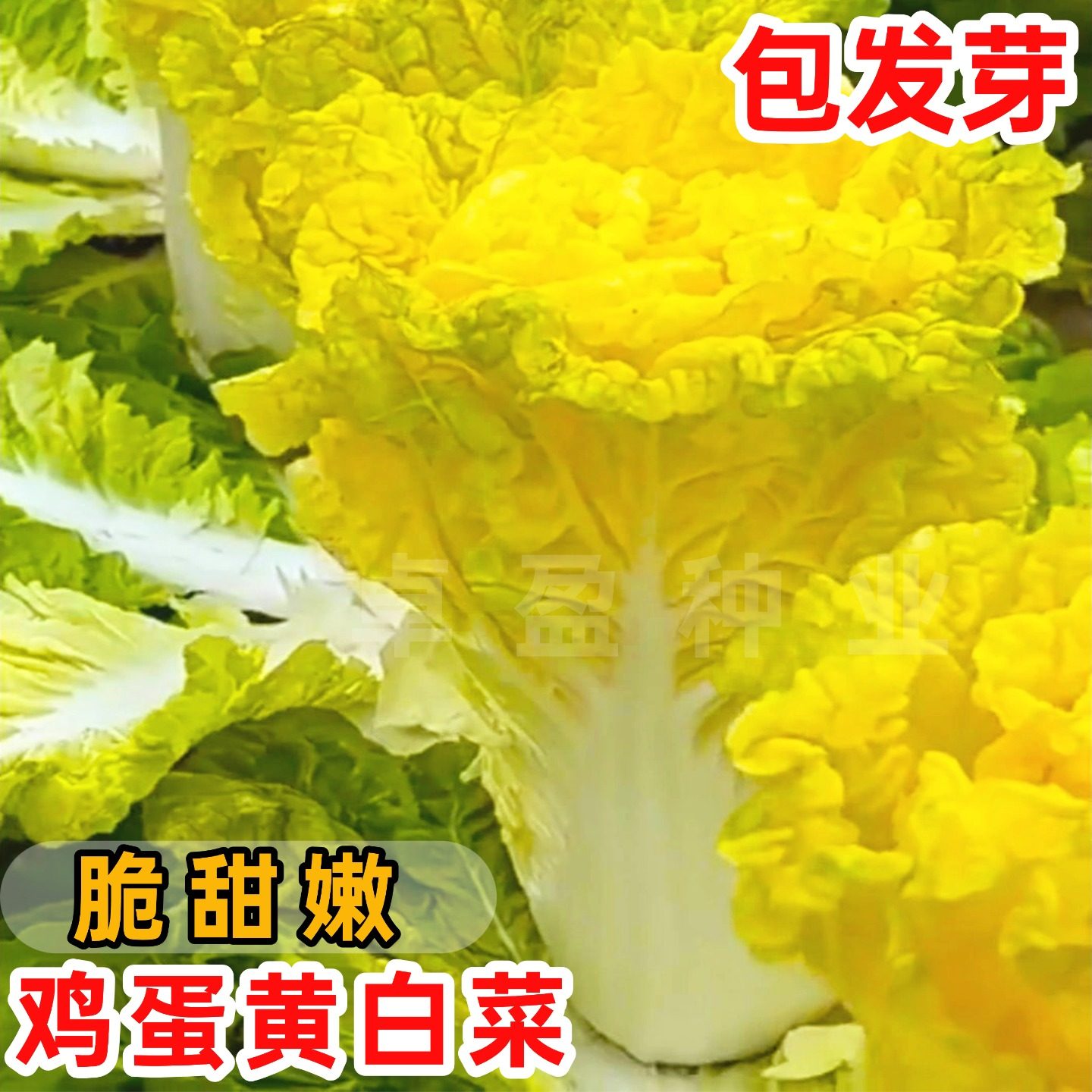 鸡蛋黄白菜种子早熟黄心大白菜耐寒好吃鲜嫩甜阳台庭院蔬菜种籽孑,鲜花速递/花卉仿真/绿植园艺,家庭园艺种子,淘宝优惠券,粉丝福利购,淘宝优惠卷