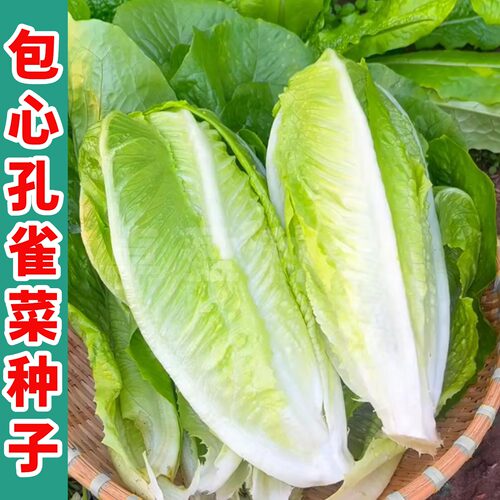 四季包心孔雀菜种子生吃脆甜营养