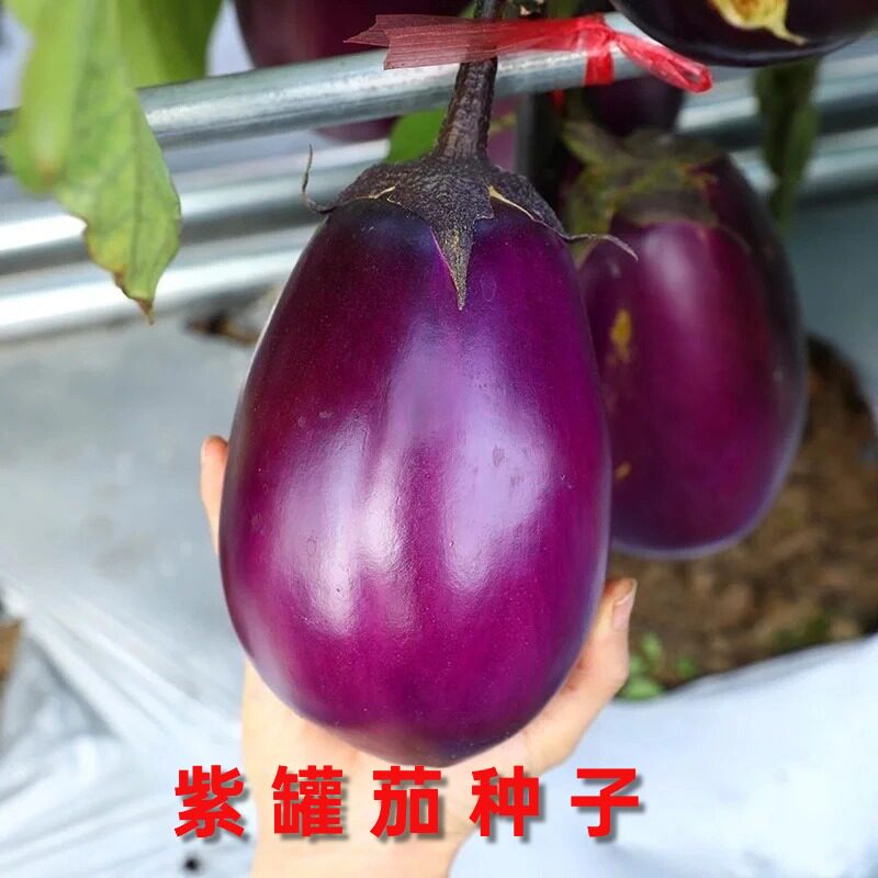 高端特大牛心茄子籽种紫罐茄子种子四季阳台盆栽高产农家蔬菜种籽