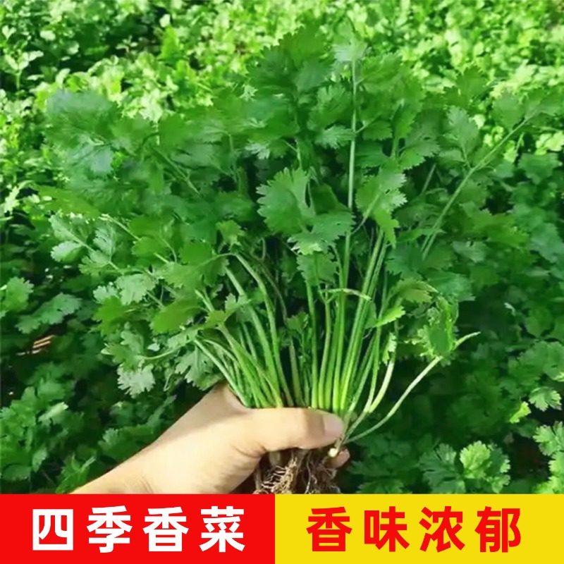 大叶香菜种子耐寒耐热芫荽阳台四季速生香菜种籽种籽农家蔬菜秋季,鲜花速递/花卉仿真/绿植园艺,家庭园艺种子,淘宝优惠券,粉丝福利购,淘宝优惠卷